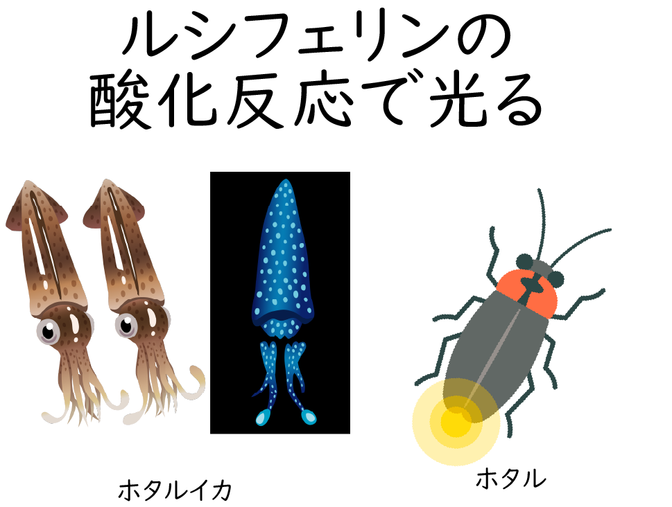 ひかるうみ画像