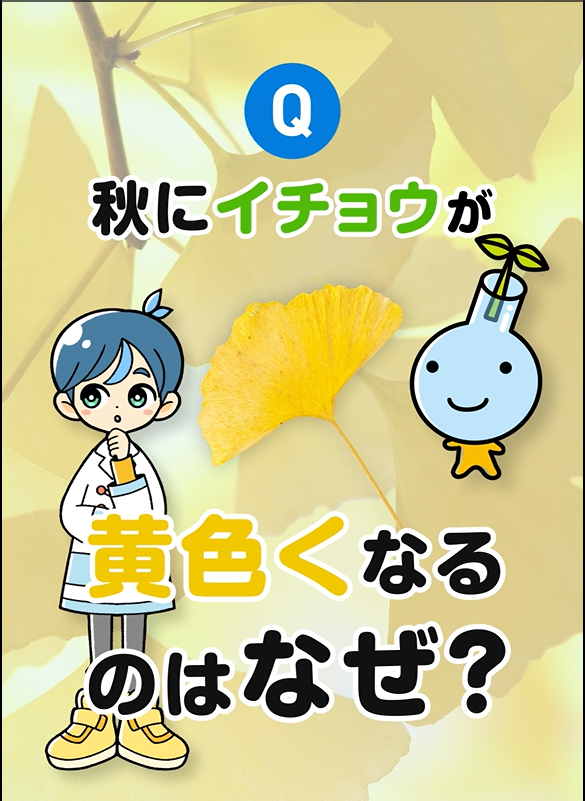 秋にイチョウが黄色くなるのはなぜ？